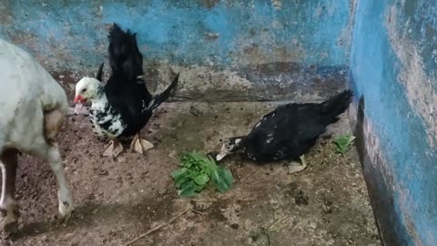 Watch the ducks harass the goats