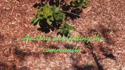 Healthy Soil Mushrooms Growing