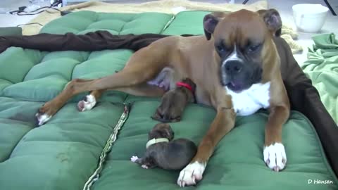 DOG GAVE BIRTH TO PUPPY WHILE STANDING