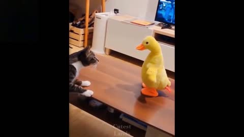 cat is curious about toy duck - animal funny cute