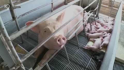 This is the Pork Processing Process on Modern Farms