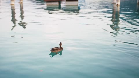 Ducks swimming on the lake, mountains background