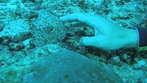 Cute baby octopus lets divers pet it