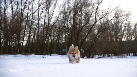 Dog hilariously run still to get sprayed by hose