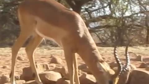 Longbow Hunt for African Plains Game Impala