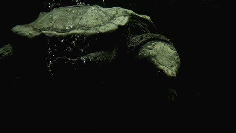 Alligator Snapping Turtle Underwater
