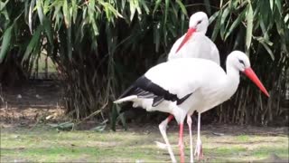 Butyful bird video