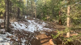 Hiking Serene Deschutes National Forest – Whychus Creek Trail – Central Oregon