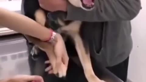 Dog crying cutting nails _ dog funny video _ dog clean video _ dog crying for cutting nails