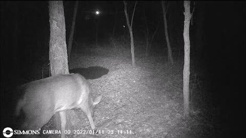 Backyard Trail Cam - Young Buck Visits Yard