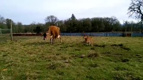 Funniest farm animals video 🤣