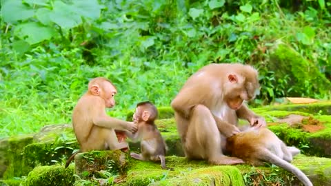 Teams monkeys playing funny video collection of viral trending monkeys