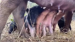 baby pigs feeding