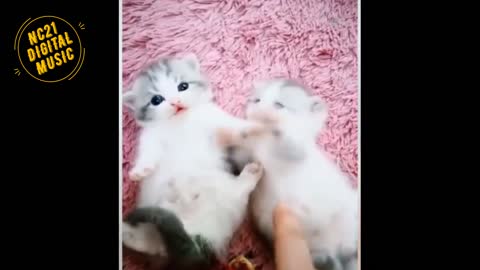 Funny Videos of Dogs, Cats and other Animals Playing 2