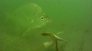 Jetty Park Pier very low visibility 2-28-2021