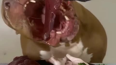 Dog eats food