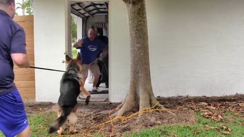 guard dog training step by step