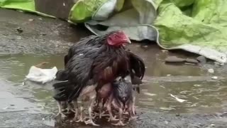 chick protects her chickens from the water falls