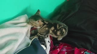 Kitten wanting some love