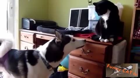 Cats and Dogs Meeting Each other For The First Time İts fantastic.