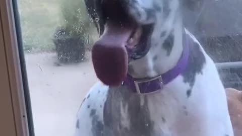 Really Cute Dog Doing Crazy Things