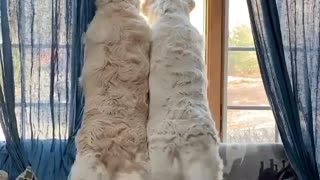 Synchronized Tail Wagging