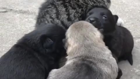 Cat milk feeding puppy... 😺😺 😺