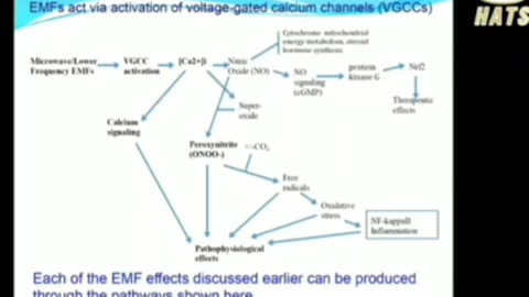 Professor Martin Pall on the insanity of 5G and how EMF's cause cellular damage.