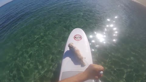 Paddle Boarding With A Puppy