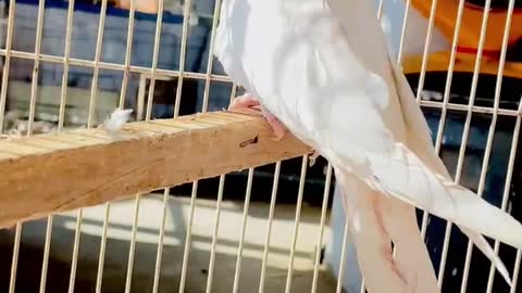 Young fallow cockatiel bird