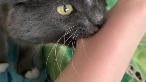 Cat Likes the Taste of Owner