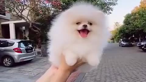 Cute Pomeranian Funny videos