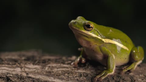 Green toad breathing with a dark background