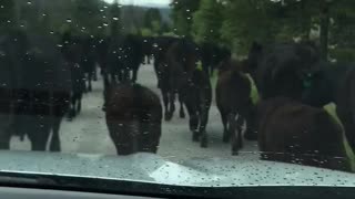 Cattle Traffic Jam in Montana