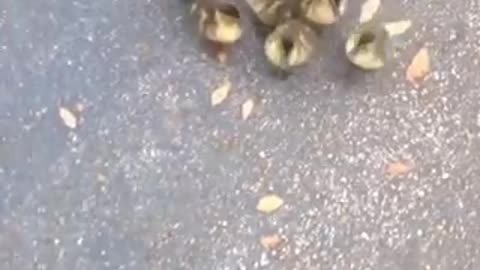 Baby ducks thinks this guy is their mom ☺️