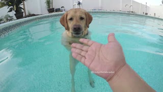 Labrador stands in pool for no reason at all