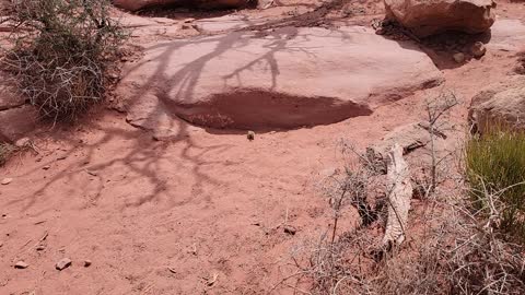 Hopi Chipmunk looking for people food in Canyonlands
