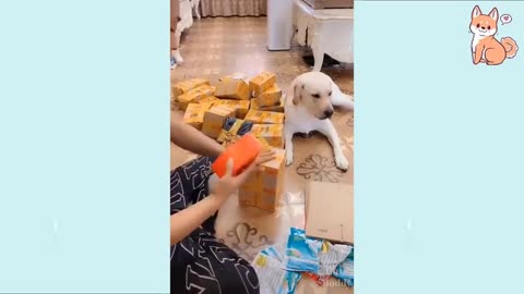 You will laugh at all the DOGS 🤣 Funny DOG Videos 😂🐶