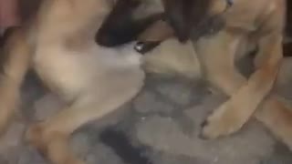 Dog bites own back leg