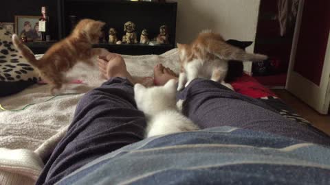 Four Cheeky Kittens Playing part 2