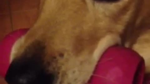 Watch this beautiful retriever refuse to do as she’s told!