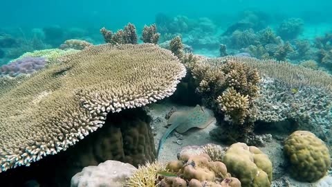 Corals are Animals, Fascinating the creature of mother Nature