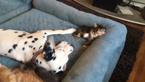 Dalmatian Teaches Foster Kitten How To Play Like A Dog