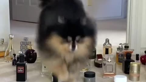 Dogs can jump over my perfume [funny videos]