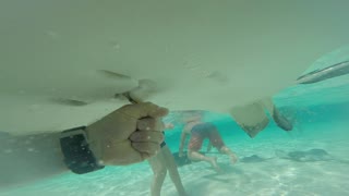 Stingray enjoys a hand fed meal