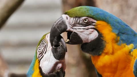Very cute parrots when they miss each other