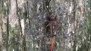 Fishing Spider Eating a Snake