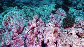 Cool Camouflaged Flounder