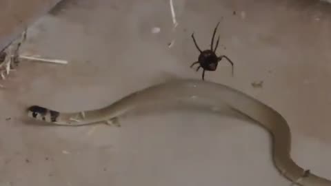 Australian Redback Spider Traps and Envenoms Snake