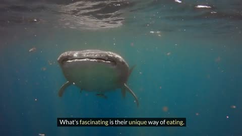 Unveiling The Mysteries Of Whale Sharks